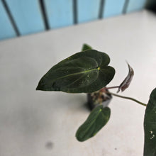 Load image into Gallery viewer, #FR9 Anthurium Baphomet x (Black Cherry x Papillilaminum)