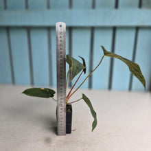 Load image into Gallery viewer, #FR9 Anthurium Baphomet x (Black Cherry x Papillilaminum)