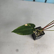 Load image into Gallery viewer, #FR9 Anthurium Baphomet x (Black Cherry x Papillilaminum)