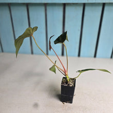 Load image into Gallery viewer, #FR9 Anthurium Baphomet x (Black Cherry x Papillilaminum)
