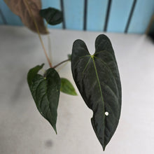 Load image into Gallery viewer, #FR3 Anthurium Baphomet x (Black Cherry x Papillilaminum)