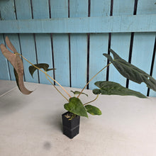 Load image into Gallery viewer, #FR3 Anthurium Baphomet x (Black Cherry x Papillilaminum)