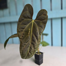 Load image into Gallery viewer, #FR3 Anthurium Baphomet x (Black Cherry x Papillilaminum)