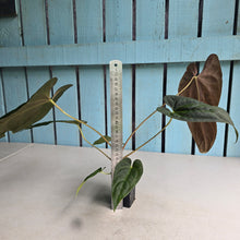 Load image into Gallery viewer, #FR3 Anthurium Baphomet x (Black Cherry x Papillilaminum)