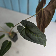 Load image into Gallery viewer, #FR3 Anthurium Baphomet x (Black Cherry x Papillilaminum)