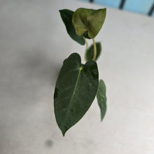 Load image into Gallery viewer, #FR7 Anthurium Baphomet x (Black Cherry x Papillilaminum)
