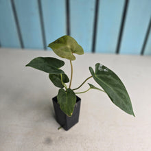 Load image into Gallery viewer, #FR7 Anthurium Baphomet x (Black Cherry x Papillilaminum)