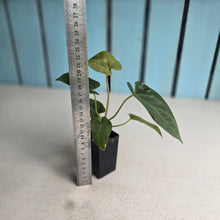 Load image into Gallery viewer, #FR7 Anthurium Baphomet x (Black Cherry x Papillilaminum)