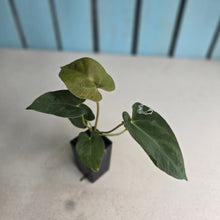 Load image into Gallery viewer, #FR7 Anthurium Baphomet x (Black Cherry x Papillilaminum)