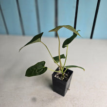 Load image into Gallery viewer, #FR7 Anthurium Baphomet x (Black Cherry x Papillilaminum)