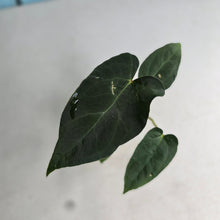 Load image into Gallery viewer, #FR22 Anthurium Baphomet x (Black Cherry x Papillilaminum)