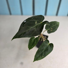 Load image into Gallery viewer, #FR22 Anthurium Baphomet x (Black Cherry x Papillilaminum)