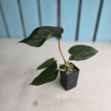 Load image into Gallery viewer, #FR22 Anthurium Baphomet x (Black Cherry x Papillilaminum)