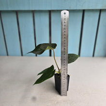 Load image into Gallery viewer, #FR22 Anthurium Baphomet x (Black Cherry x Papillilaminum)