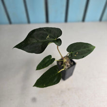 Load image into Gallery viewer, #FR22 Anthurium Baphomet x (Black Cherry x Papillilaminum)