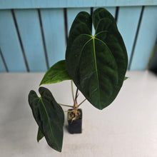 Load image into Gallery viewer, #FR30 Anthurium 'Assailant'