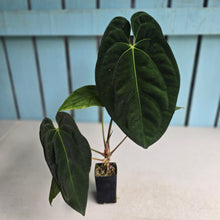 Load image into Gallery viewer, #FR30 Anthurium 'Assailant'