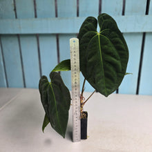Load image into Gallery viewer, #FR30 Anthurium 'Assailant'