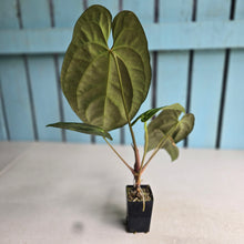 Load image into Gallery viewer, #FR30 Anthurium 'Assailant'
