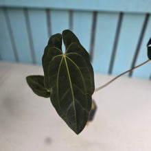 Load image into Gallery viewer, #FR29 Anthurium 'Assailant'