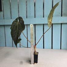Load image into Gallery viewer, #FR29 Anthurium 'Assailant'