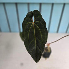 Load image into Gallery viewer, #FR29 Anthurium 'Assailant'