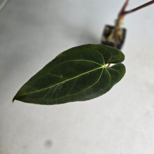 Load image into Gallery viewer, #FR29 Anthurium 'Assailant'