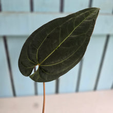 Load image into Gallery viewer, #FR29 Anthurium 'Assailant'