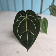 Load image into Gallery viewer, #FR28 Anthurium Michelle x Magnificum