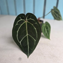 Load image into Gallery viewer, #FR28 Anthurium Michelle x Magnificum