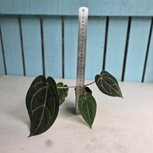 Load image into Gallery viewer, #FR28 Anthurium Michelle x Magnificum