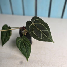 Load image into Gallery viewer, #FR28 Anthurium Michelle x Magnificum