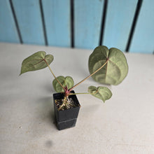 Load image into Gallery viewer, #FR28 Anthurium Michelle x Magnificum