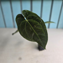 Load image into Gallery viewer, #FR10 Anthurium 'Assailant'