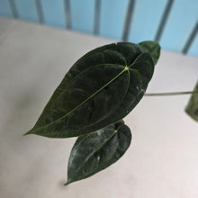 Load image into Gallery viewer, #FR10 Anthurium 'Assailant'