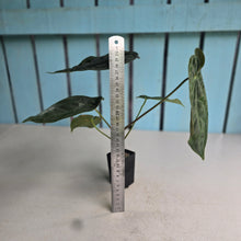 Load image into Gallery viewer, #FR10 Anthurium 'Assailant'