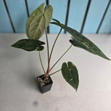 Load image into Gallery viewer, #FR10 Anthurium 'Assailant'
