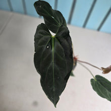 Load image into Gallery viewer, #FR17 Anthurium 'Assailant'