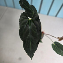 Load image into Gallery viewer, #FR17 Anthurium 'Assailant'