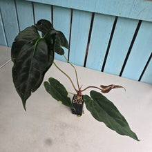 Load image into Gallery viewer, #FR17 Anthurium 'Assailant'