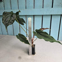 Load image into Gallery viewer, #FR17 Anthurium 'Assailant'