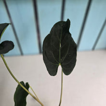 Load image into Gallery viewer, #FR17 Anthurium 'Assailant'