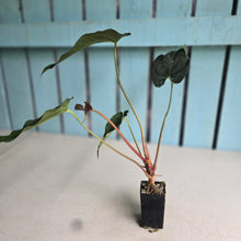 Load image into Gallery viewer, #FR17 Anthurium 'Assailant'