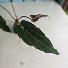 Load image into Gallery viewer, #FR17 Anthurium 'Assailant'