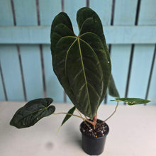 Load image into Gallery viewer, #FR19 Anthurium 'Assailant'