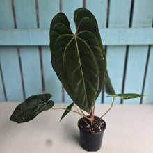 Load image into Gallery viewer, #FR19 Anthurium 'Assailant'