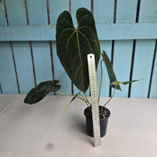 Load image into Gallery viewer, #FR19 Anthurium 'Assailant'