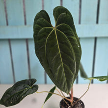 Load image into Gallery viewer, #FR19 Anthurium 'Assailant'