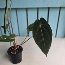 Load image into Gallery viewer, #FR19 Anthurium 'Assailant'
