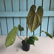 Load image into Gallery viewer, #FR19 Anthurium 'Assailant'
